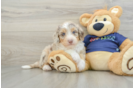 Small Mini Aussiedoodle Baby