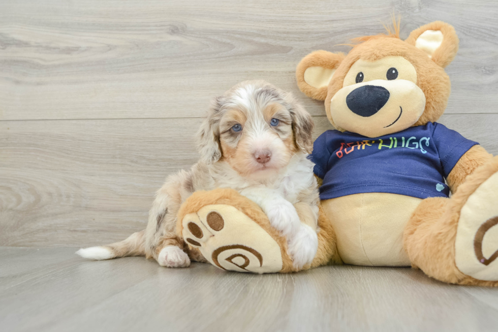 Small Mini Aussiedoodle Baby