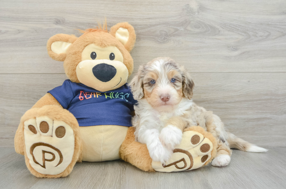 6 week old Mini Aussiedoodle Puppy For Sale - Premier Pups