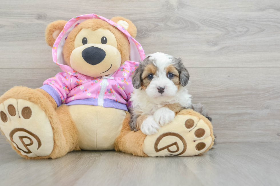 5 week old Mini Aussiedoodle Puppy For Sale - Premier Pups