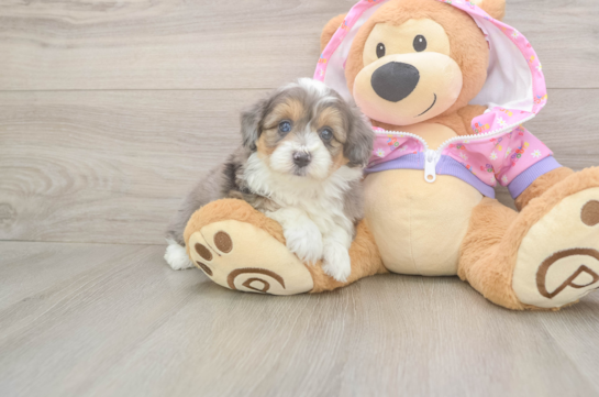 5 week old Mini Aussiedoodle Puppy For Sale - Premier Pups Friendly Mini Aussiedoodle Baby