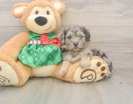 6 week old Mini Aussiedoodle Puppy For Sale - Premier Pups