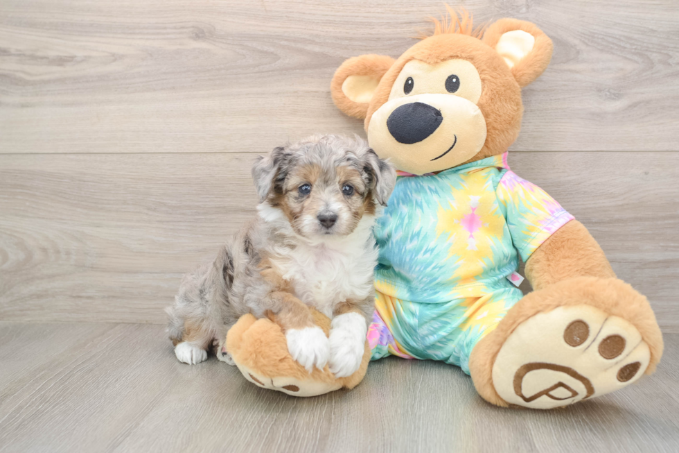 Mini Aussiedoodle Puppy for Adoption