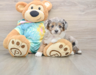 6 week old Mini Aussiedoodle Puppy For Sale - Premier Pups