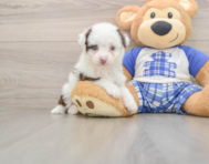 8 week old Mini Aussiedoodle Puppy For Sale - Premier Pups