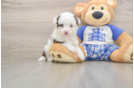 Energetic Aussiepoo Poodle Mix Puppy