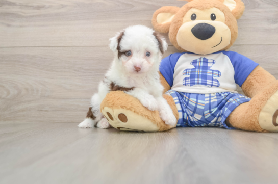 Energetic Aussiepoo Poodle Mix Puppy