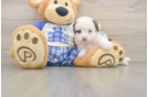 Friendly Mini Aussiedoodle Baby