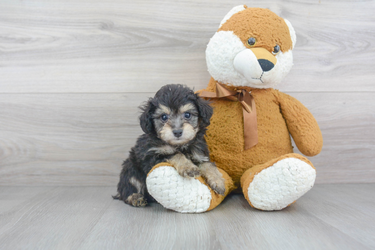 Playful Aussiepoo Poodle Mix Puppy