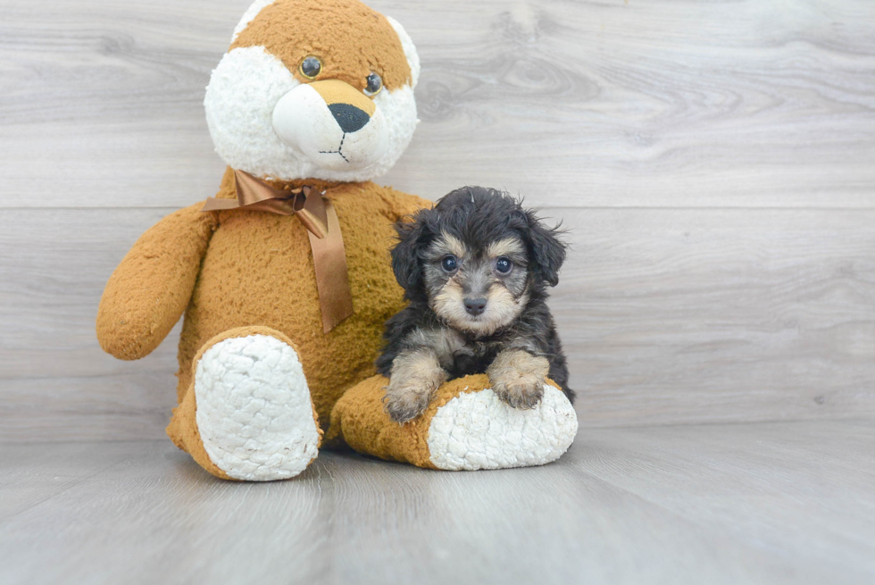 Mini Aussiedoodle Puppy for Adoption