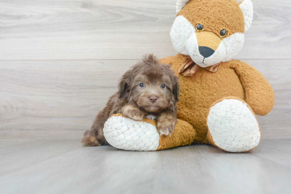 Energetic Aussiepoo Poodle Mix Puppy