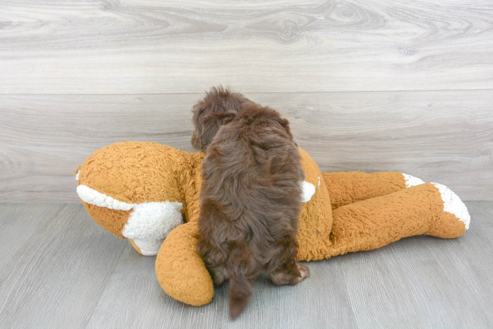 Little Aussiepoo Poodle Mix Puppy