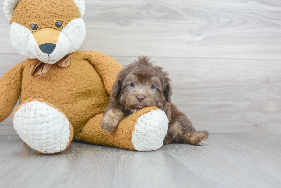 Mini Aussiedoodle Puppy for Adoption