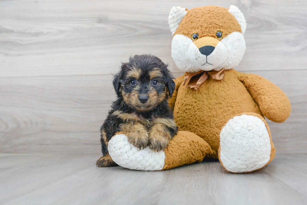 Mini Aussiedoodle Pup Being Cute