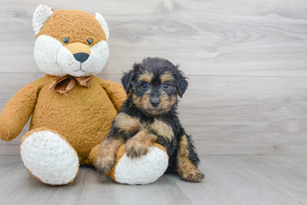 Best Mini Aussiedoodle Baby