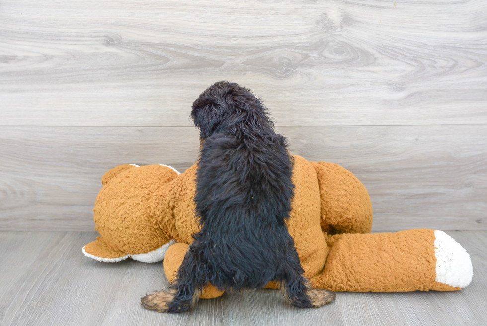 Mini Aussiedoodle Puppy for Adoption