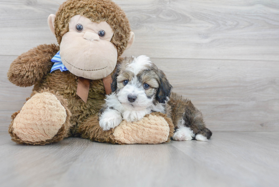 Little Aussiepoo Poodle Mix Puppy