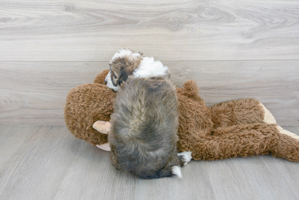 Cute Mini Aussiedoodle Baby