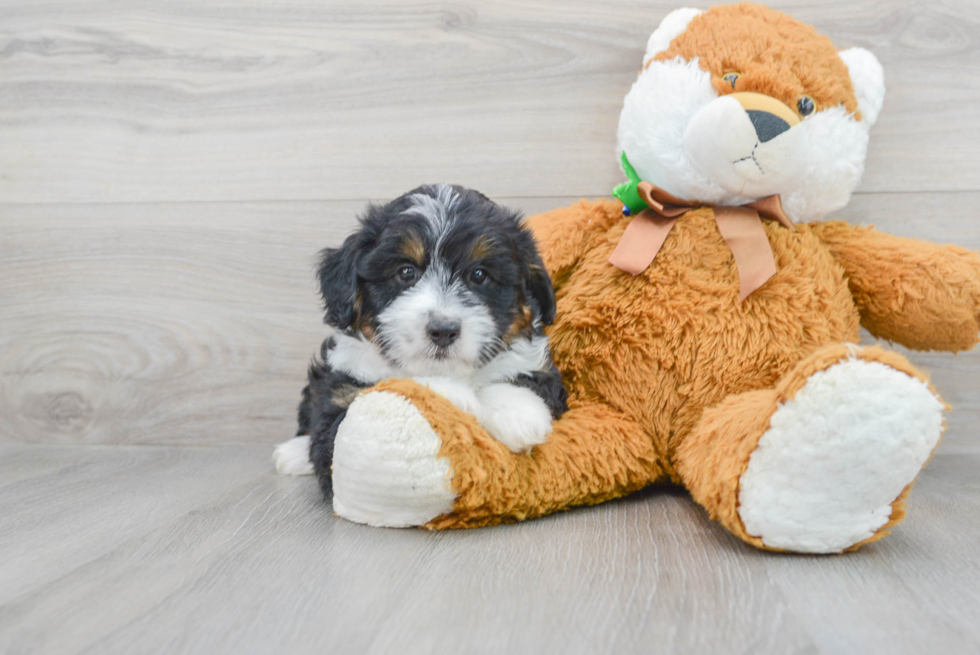 Best Mini Aussiedoodle Baby