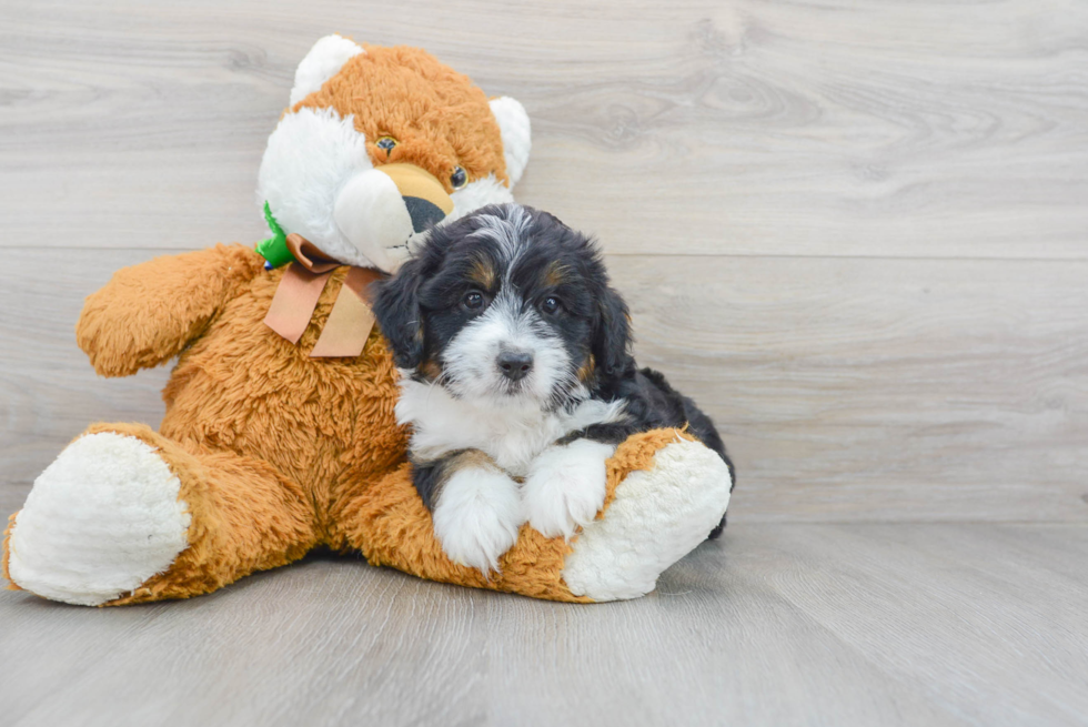 Funny Mini Aussiedoodle Poodle Mix Pup