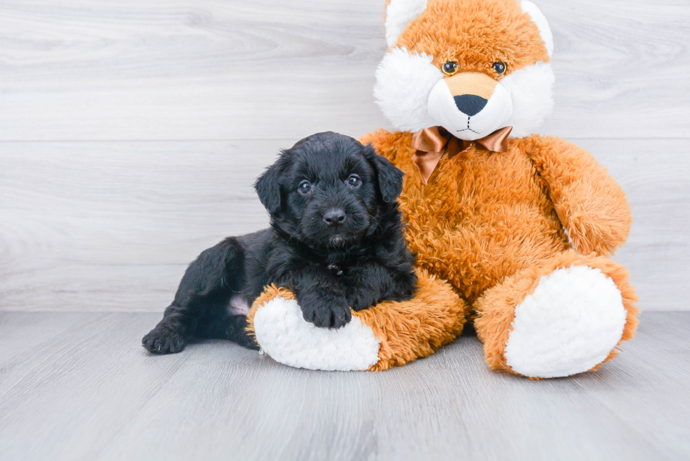 Happy Mini Aussiedoodle Baby