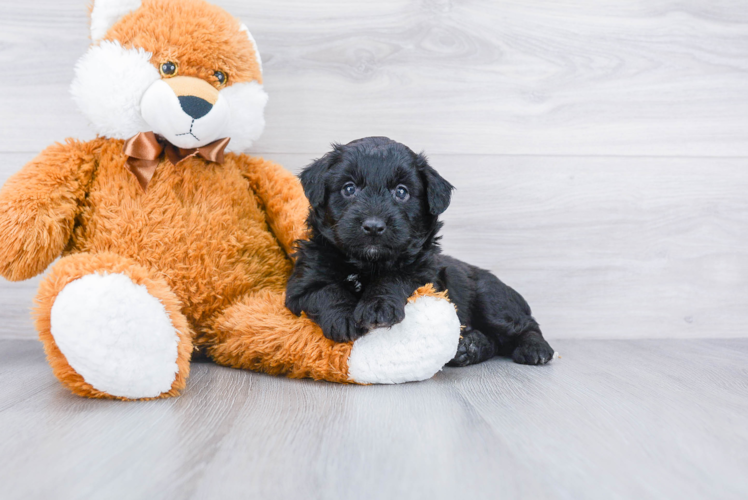 Little Aussiepoo Poodle Mix Puppy