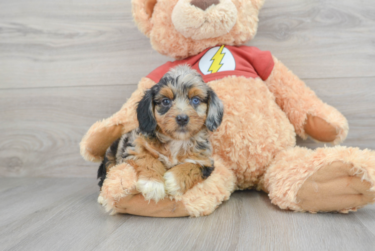 Little Aussiepoo Poodle Mix Puppy