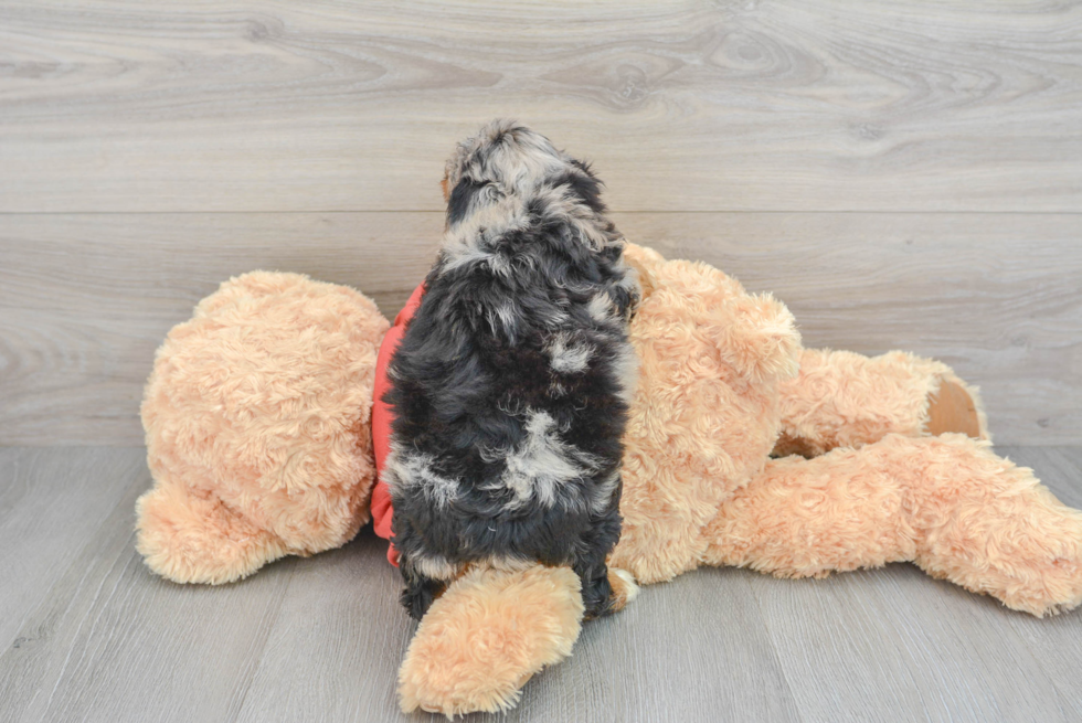 Best Mini Aussiedoodle Baby