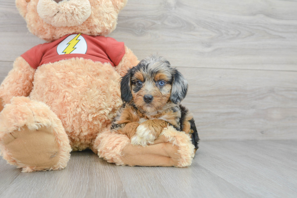 Happy Mini Aussiedoodle Baby