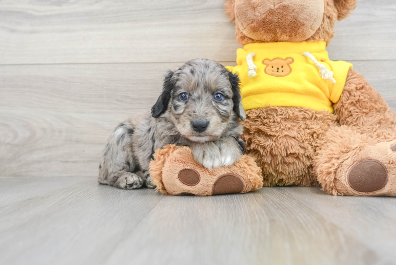 Meet Kira - our Mini Aussiedoodle Puppy Photo 1/3 - Premier Pups