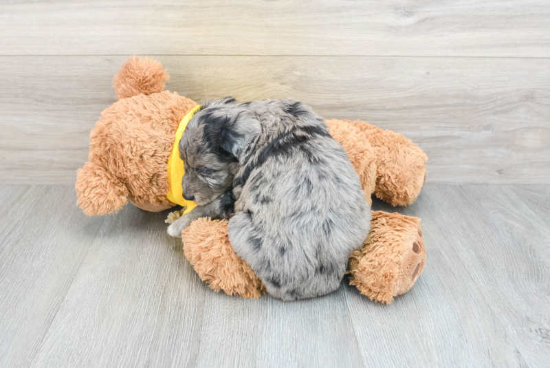 Meet Kira - our Mini Aussiedoodle Puppy Photo 2/3 - Premier Pups