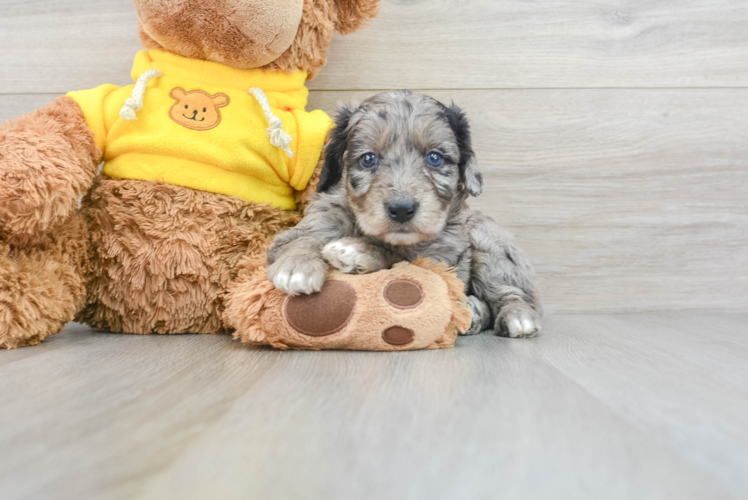 Mini Aussiedoodle Puppy for Adoption