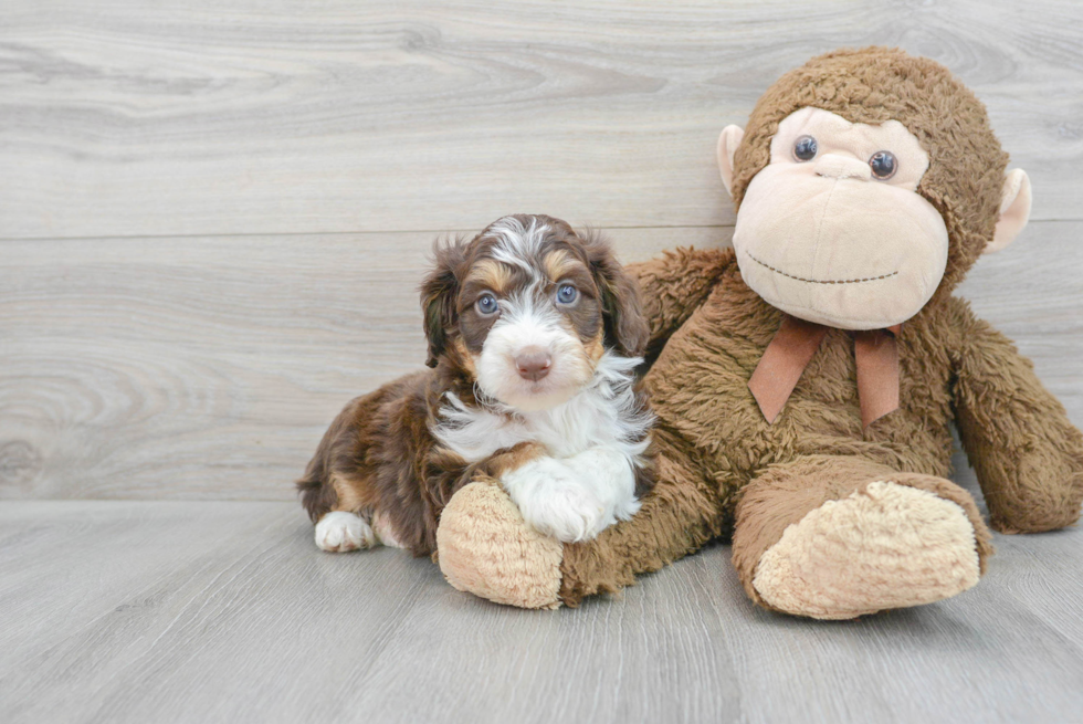 Happy Mini Aussiedoodle Baby