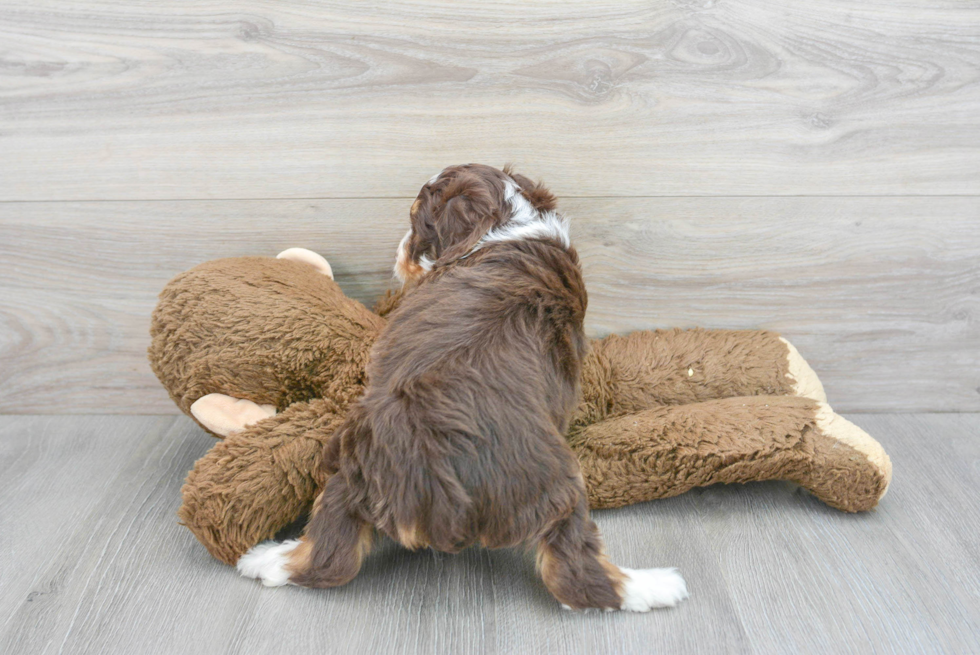 Mini Aussiedoodle Puppy for Adoption