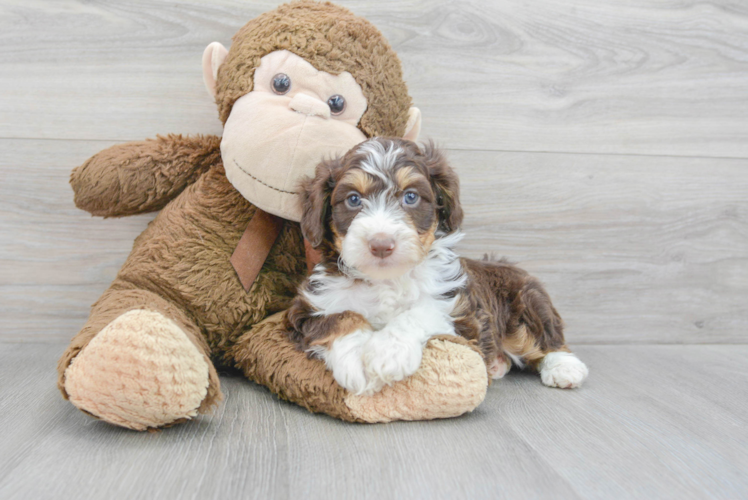 Hypoallergenic Aussiepoo Poodle Mix Puppy