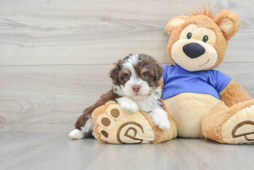 Mini Aussiedoodle Pup Being Cute