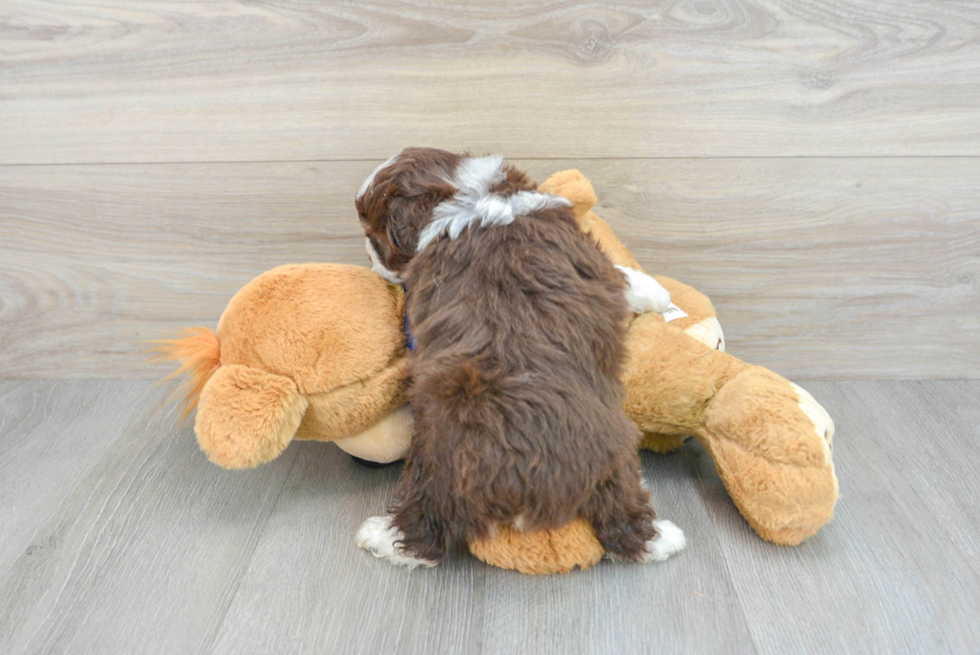 Popular Mini Aussiedoodle Poodle Mix Pup