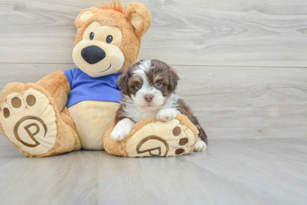 Hypoallergenic Aussiepoo Poodle Mix Puppy