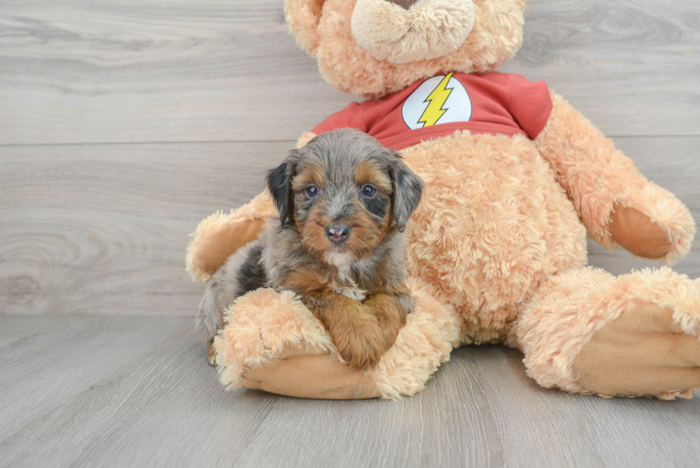 Mini Aussiedoodle Pup Being Cute