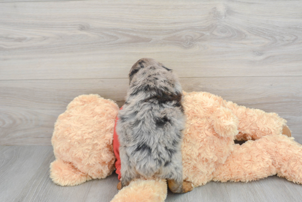 Small Mini Aussiedoodle Baby