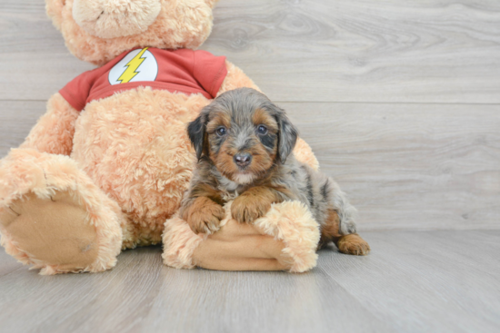 Playful Aussiepoo Poodle Mix Puppy