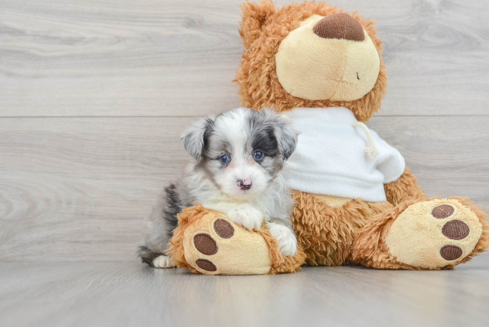 Best Mini Aussiedoodle Baby