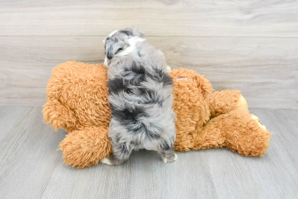 Hypoallergenic Aussiepoo Poodle Mix Puppy