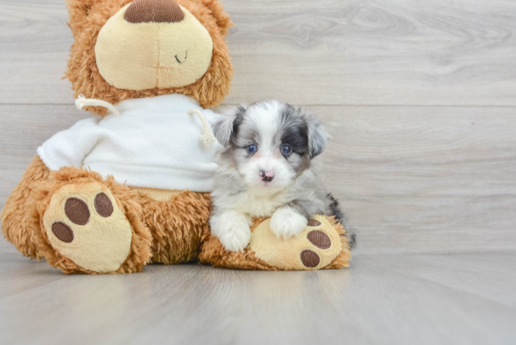 Adorable Aussiepoo Poodle Mix Puppy