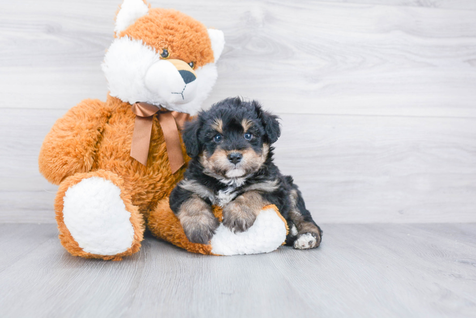 Mini Aussiedoodle Puppy for Adoption