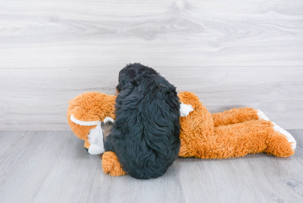 Smart Mini Aussiedoodle Poodle Mix Pup