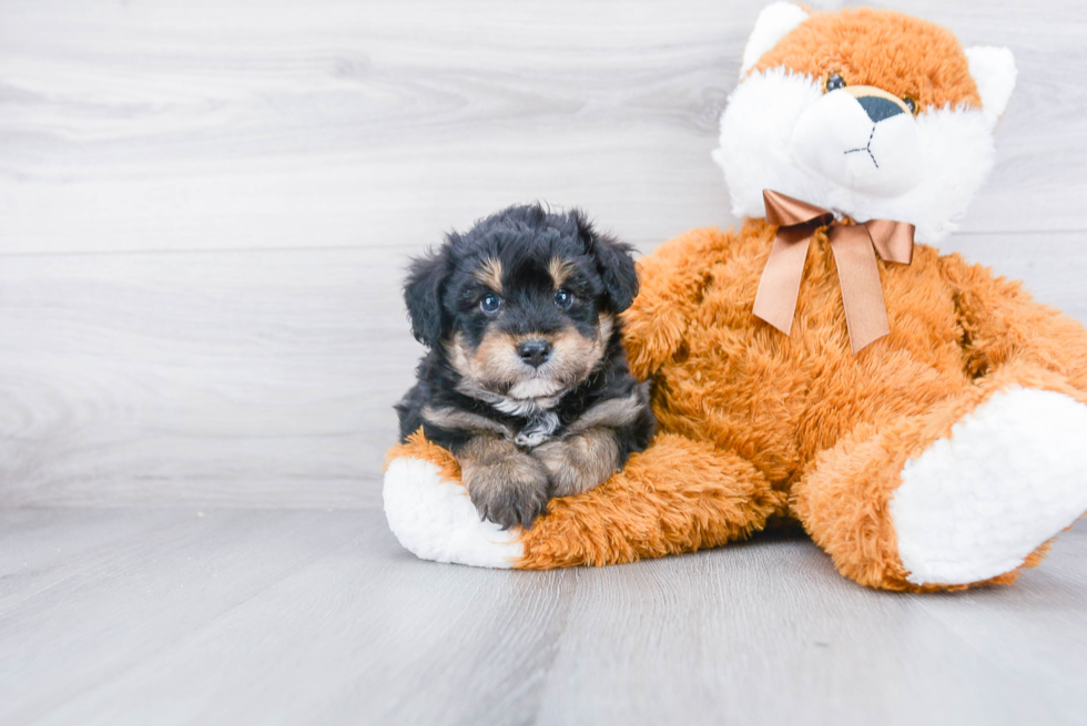 Best Mini Aussiedoodle Baby