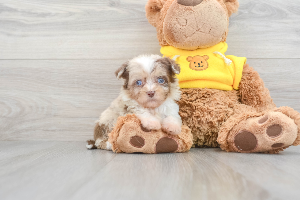 Mini Aussiedoodle Puppy for Adoption