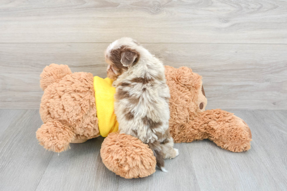 Mini Aussiedoodle Puppy for Adoption