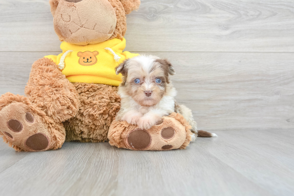 Sweet Mini Aussiedoodle Baby